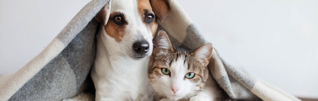 come-assicurare-cane-e-gatto