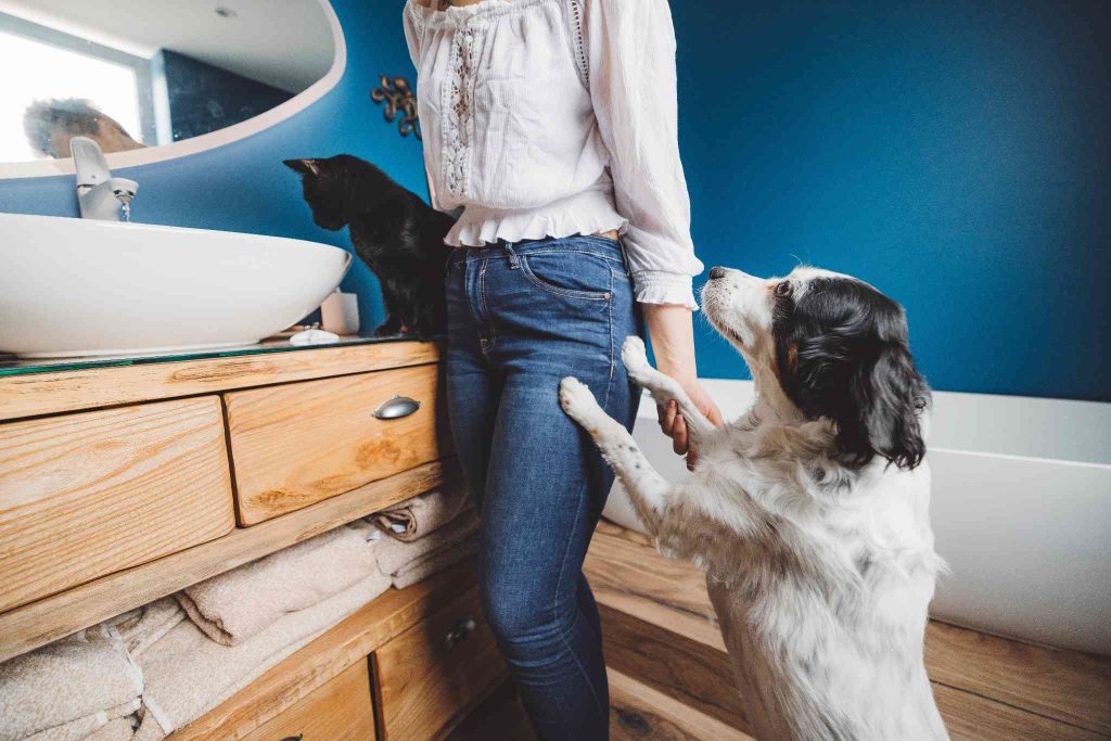 casa sicura per cane e gatto